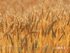 Эхний ээлжинд дотоодын үйлдвэрлэгчдийн улаанбуудайг худалдан авна