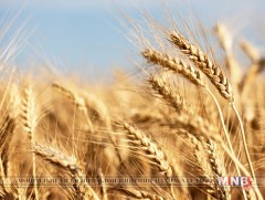 Ургацын урьдчилсан балансыг танилцууллаа