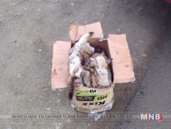 Тарваганы түүхий мах тээвэрлэн ирснийг илрүүллээ