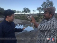 Хууль бусаар барьсан идлэг шонхор шувууг буцаан нутагшууллаа