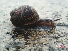 Архаг хууч өвчнийг эмгэн хумсны тусламжтай эмчилнэ