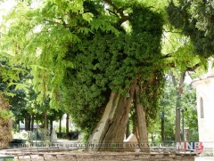 Хамгийн олон модтой хотуудыг нэрлэж байна
