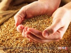 Улсын хэмжээнд улаанбуудай, малын хүчит тэжээлийн нөөц хангалтгүй байна 