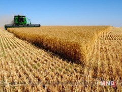 Үр тарианы ургац өнгөрсөн онтой харьцуулахад 52 хувиар буурчээ