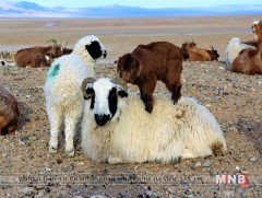 Мал амьтны эрүүл мэндийн тухай хууль батлагдлаа