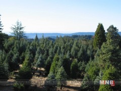 Шинэ Зеланд улс агаарын бохирдлыг бууруулахын тулд 100 сая мод тарина