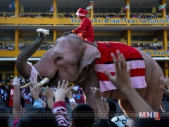 Санта Клаусын хувцсаар гоёсон заан хүүхдүүдэд бэлэг тараажээ
