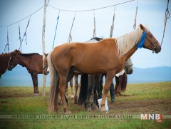 Амгалан төрийн ажнай шаргын өвөг эцэг манай улсад бэлгэнд ирсэн