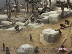 Парисын Венсены амьтны хүрээлэнгээс сармагчингууд оргохыг завджээ