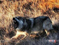 Говь-Алтай аймагт чоно, үнэг, нохой галзуурч, 3 том хүн, 2 хүүхэд ноцжээ  