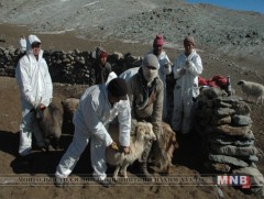 Булган аймгийн Рашаант суманд шүлхий өвчин бүртгэгджээ