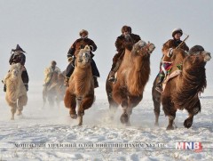 Говь-Алтай аймгийн Чандмань суманд тэмээний баяр боллоо 