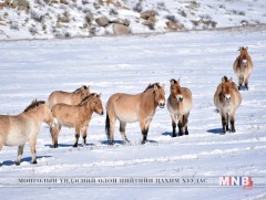 Бугат сумын тахийн талд байрлах тахийн сүрэг 200 тоо толгойд хүрчээ