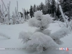 Өвлийн ойд... /фото/  