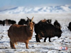 Өвөлжилт 110 суманд хүндрээд байна