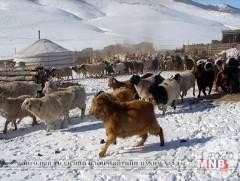 Говь-Алтайчууд малчдадаа туслах аяныг зохион байгууллаа