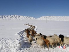 Ховд аймагт өвөлжилт хүндрэх төлөвтэй байна