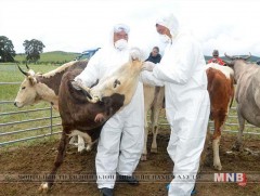 Рашаант сумын 20 айлын 261 үхрийг устгалд оруулжээ 