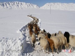 Говь-Алтай аймгийн ихэнх суманд өвөлжилт хүндэрч байна