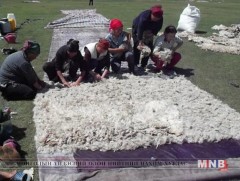 Говь-Алтайчууд малын гаралтай түүхий эдийг экспортлох ажлыг хангаж байна