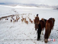 Говь-Алтай аймгийн Шарга, Халиун суманд өвөлжилт хүндэрч байна