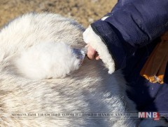 “Ноолуур” хөтөлбөр хэрэгжүүлснээр 3600 ажлын байр бий болно 