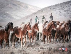 10 гаруй мянган адууг малчдын хүчээр хумин эздэд нь олж өгчээ