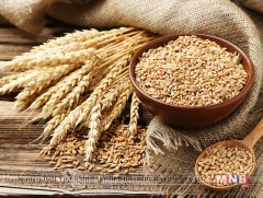 Улаанбуудайн тонн тутамд 50-60 мянган төгрөгийн урамшуулал олгоно