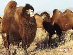 Хулд сумынхан олдохын хүрэн бор тэмээгээ шинэ омог үүлдэр болгох хүсэлт гаргажээ