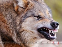 Говь-Алтай аймгийн зарим сумдад галзуу өвчин гарчээ