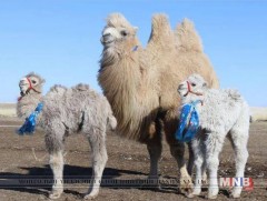 Ингэ ихэрлэжээ