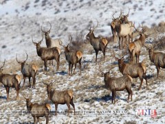 Төв аймгийн Хустайн нуруунаас 10 илийг Хантайширын нуруунд нутагшуулав