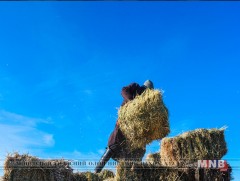 Өмнөговь аймгийн долоон суманд хөнгөлттэй үнээр өвс, тэжээл олгож эхэллээ