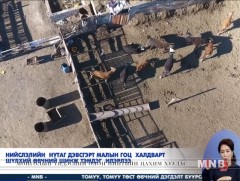 Нийслэлд шүлхий өвчний шинж тэмдэг илэрлээ