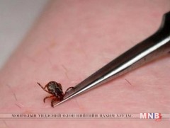 Хачигт халдварын сэжигтэй тохиолдол өмнөх жилүүдээс олширчээ