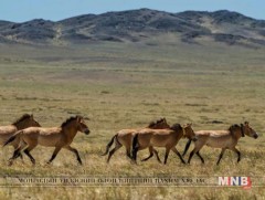 Бугат сумын тахийн талд байрлах тахийн сүрэг 200 тоо толгойд хүрчээ