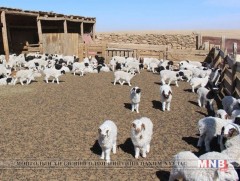 Баян-Өлгий аймагт мал төллөлт одоогоор 21,8 хувьтай байна