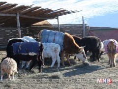 ИНФОГРАФИК: Малын генетик нөөцийн тухай хуулийн танилцуулга