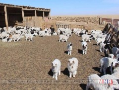 Говь-Алтай аймагт мал төлөлт 19.1 хувь байна