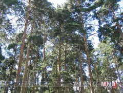 Уулнаас зөөж хотод тарьсан нарс моднууд ургах боломжгүй...