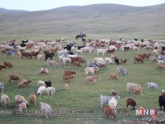 Алс хязгаар нутагт мал өсч харин малчин цөөрч байна