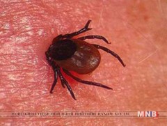 Хачигт энцефалитын хүний өвчлөл өсөх хандлагатай байна