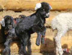 Сэлэнгэ аймгийн Ерөө сумын малчид одоогоор 2200 гаруй толгой мал төллүүлээд байна