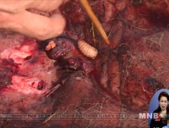 Гуур, хачиг нь малын арьс, ширийг ихээр гэмтээж байна