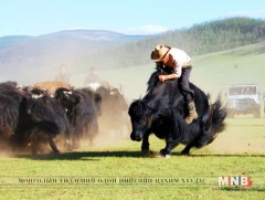 “Сайханы сарлаг-2018” арга хэмжээнд малчид 600 гаруй сарлагаа оролцуулжээ