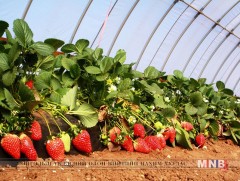 Монголын хөрсөнд импортын ямар ч төрлийн жимсийг тарьж ургуулах боломжтой