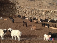 Төв аймагт 69780 төл мал хорогджээ