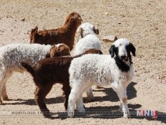 Төв аймгийн хэмжээнд 1 сая 90 мянган төл мал бойжиж байна