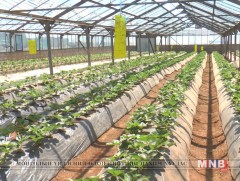 Жимс жимсгэнийг бид өөрсдөө тариалан хэрэгцээгээ 100 хувь хангах боломж байна  