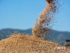 Энэ жил 518 мянган тонн улаанбуудай хурааж авах зорилт дэвшүүлжээ